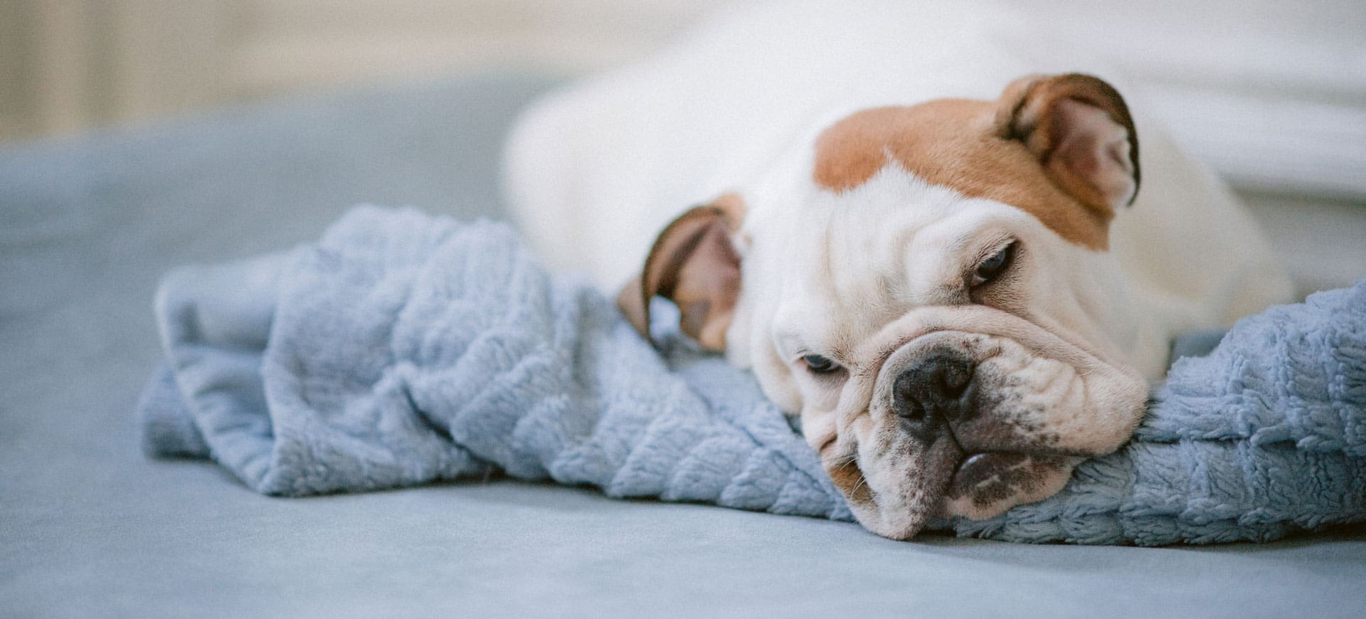 A bulldog resting on a blanket at home