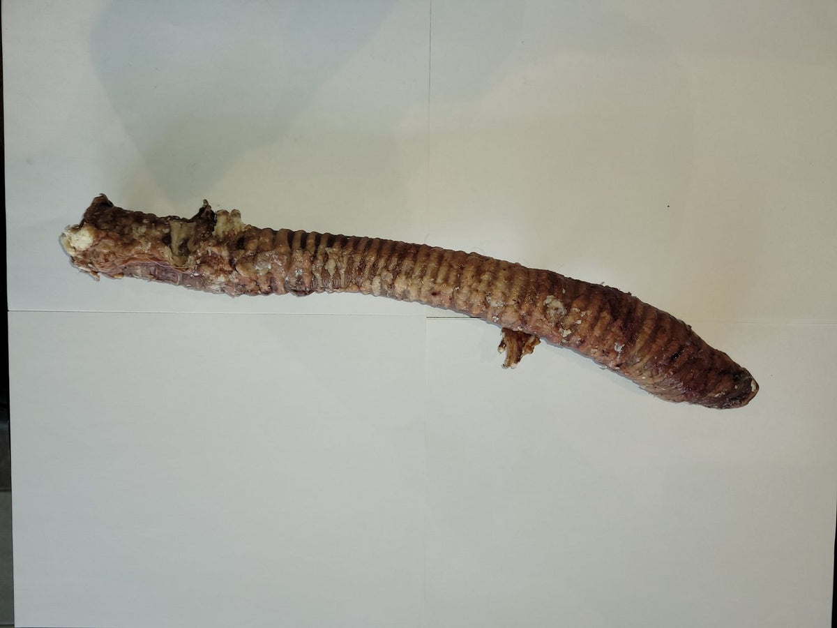 Ranch To Bowl Steer Trachea 18in