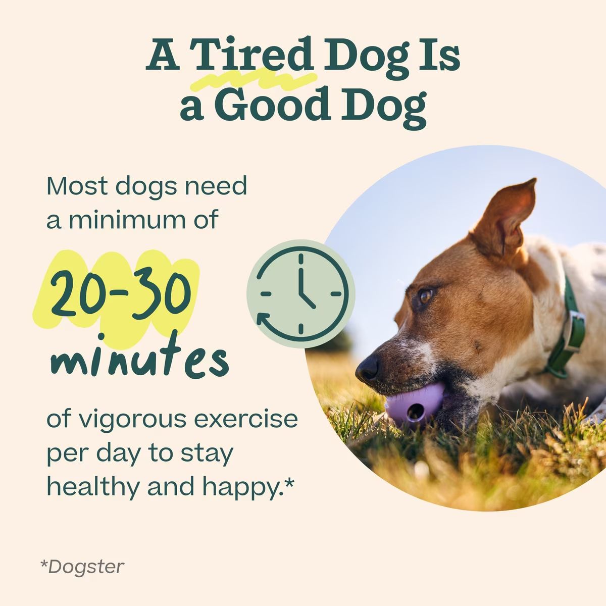 Woof Dog Forager Walkabout LG