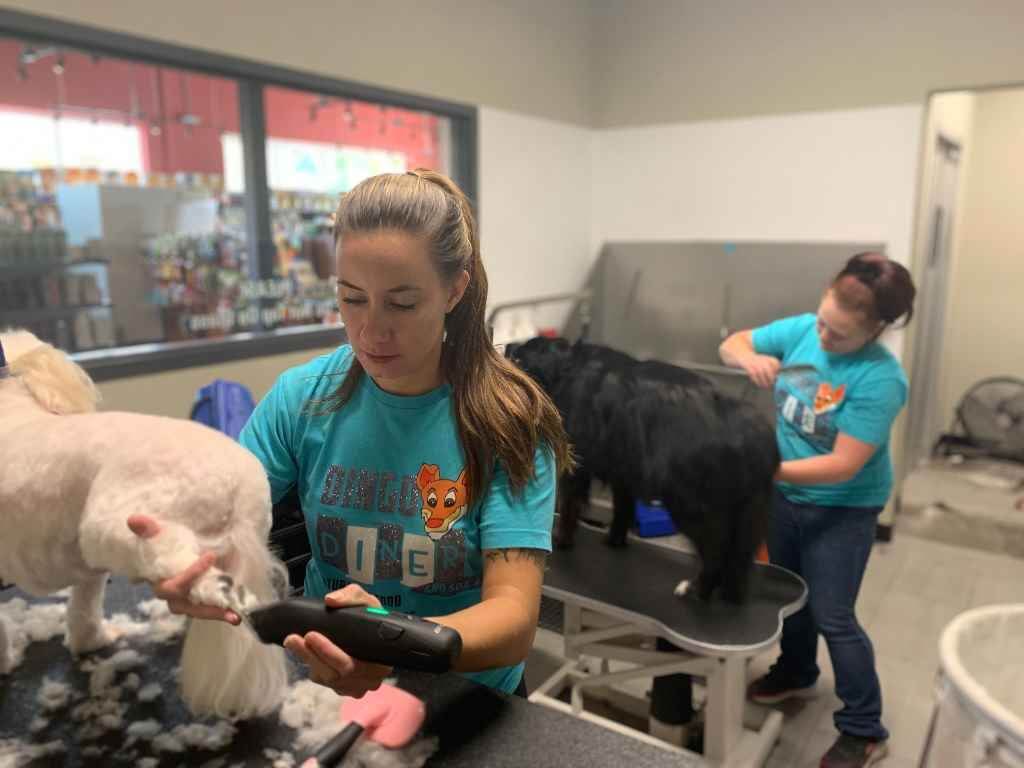 Dingo's groomers working with dogs in the grooming studio